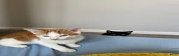 Mixed Breed cats for sale: Beautiful Kittens for Sale - Advert 24