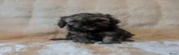 Cavapoo dogs for sale: RARE CHOCOLATE CÀVAPOOs - Advert 8
