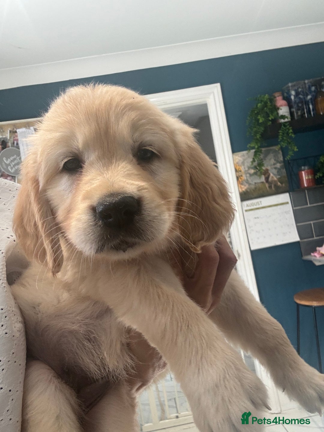 Golden Retriever dogs for sale: 9 gorgeous golden retriever pups  - Image 4