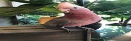 Cockatoo birds for sale: Cuddly Baby Galah Cockatoos For Sale in Bury - Advert 14