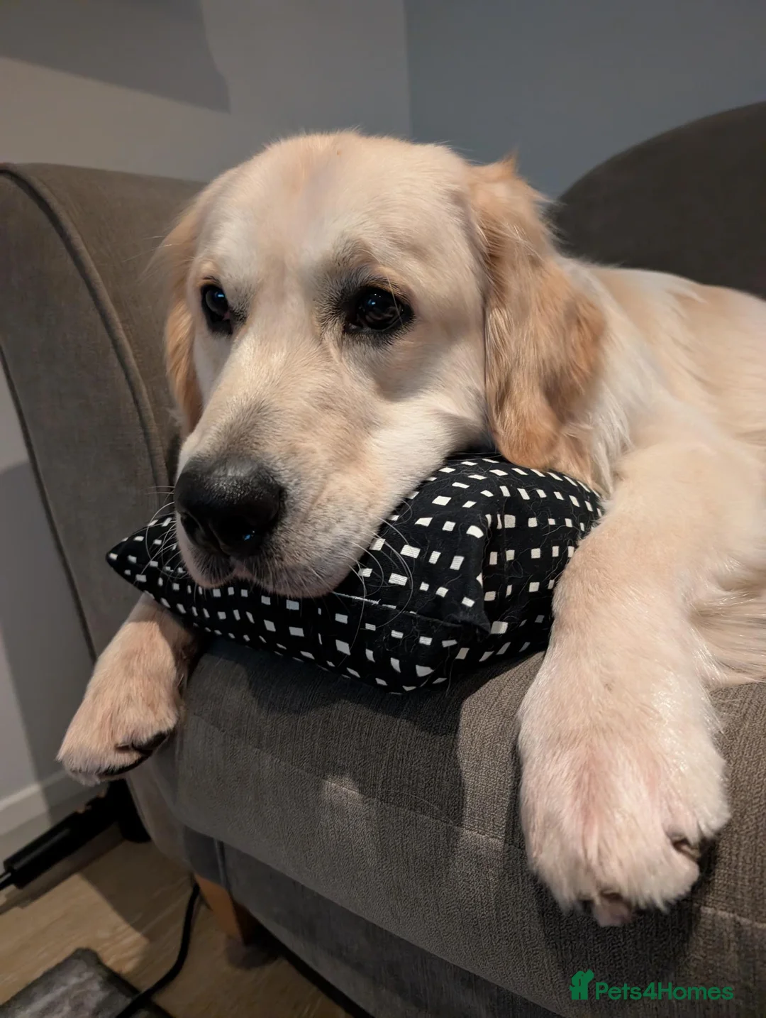 Golden Retriever dogs for sale: Handsome Nelson - Advert 5