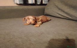 Miniature Dachshund dogs for sale: Miniature Dachshund  - Image 13