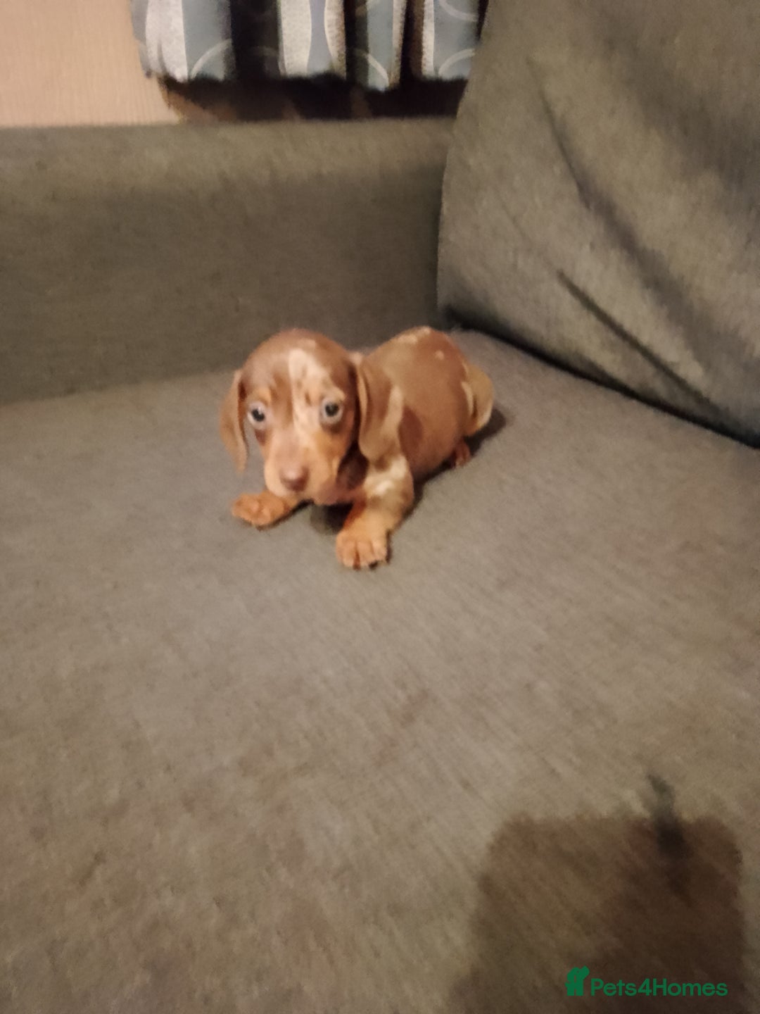 Miniature Dachshund dogs for sale: Miniature Dachshund  - Image 13