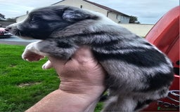 Border Collie dogs for sale: Red white border collie puppies - Advert 9