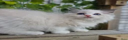 Ragdoll cats for sale: 💓please read🩵🏆European Champion lines 💫Tica - Advert 18