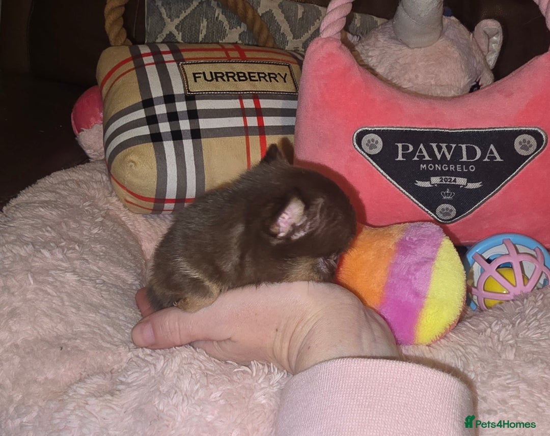 Chihuahua dogs for sale: XxQuality Chihuahua Chocolate Thai breeding pupsXx - Advert 12