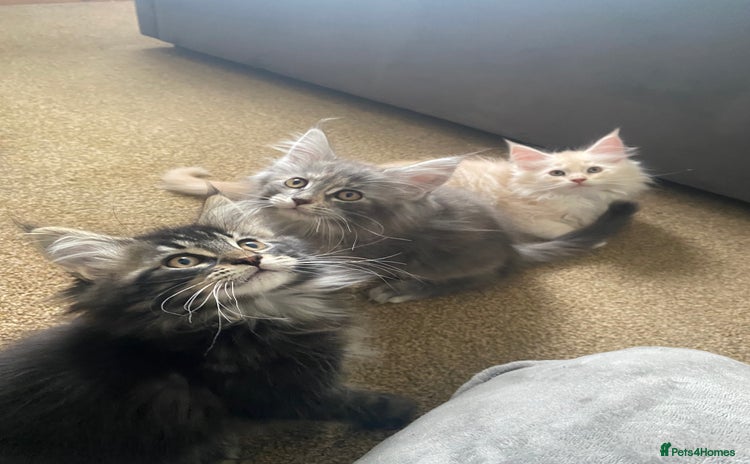 Maine Coon cats - Advert 15
