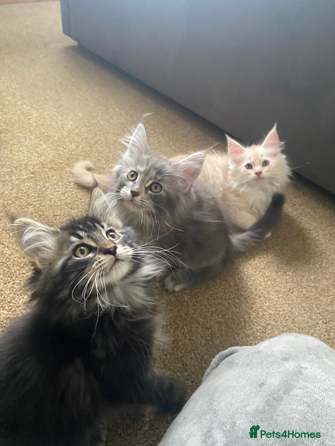 Maine Coon cats for sale: Ready Now  - Image 1