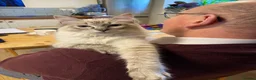 Ragdoll cats for sale: Lynx Ragdoll boys  - Advert 8