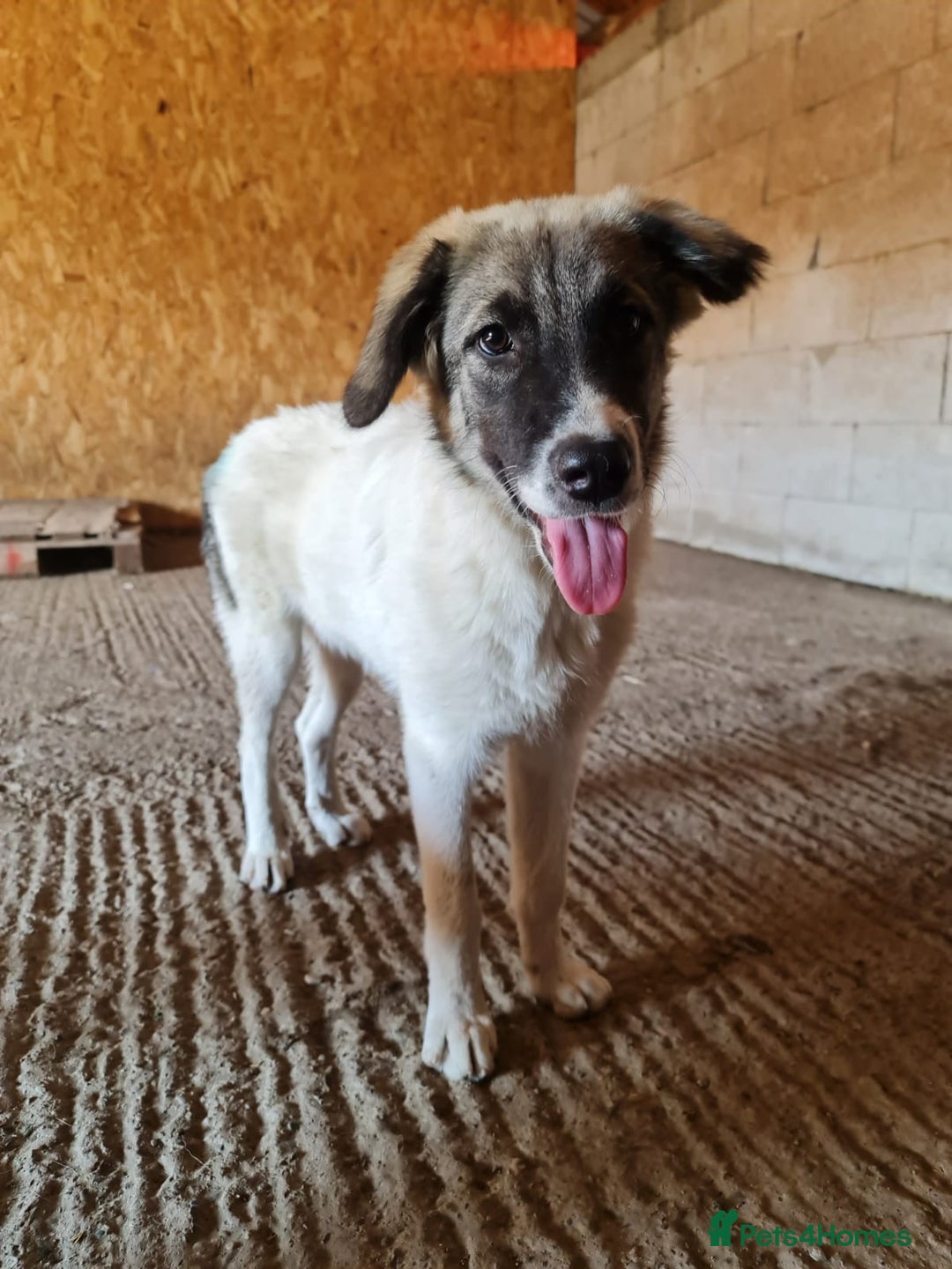 Mixed Breed dogs for adoption: Beautiful and Gentle HEIDI - for a Loving Home - Image 12