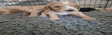 Cockapoo 7