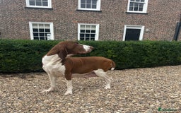 Bracco Italiano dogs for sale: Exciting litter Due September  - Image 23