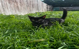 British Shorthair cats for sale: 2 Beautiful female Kittens - Image 8