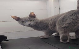 Russian Blue cats for sale: Full pedigree Russian blue kitten READ DESCRIPTION in Bradford - Image 2
