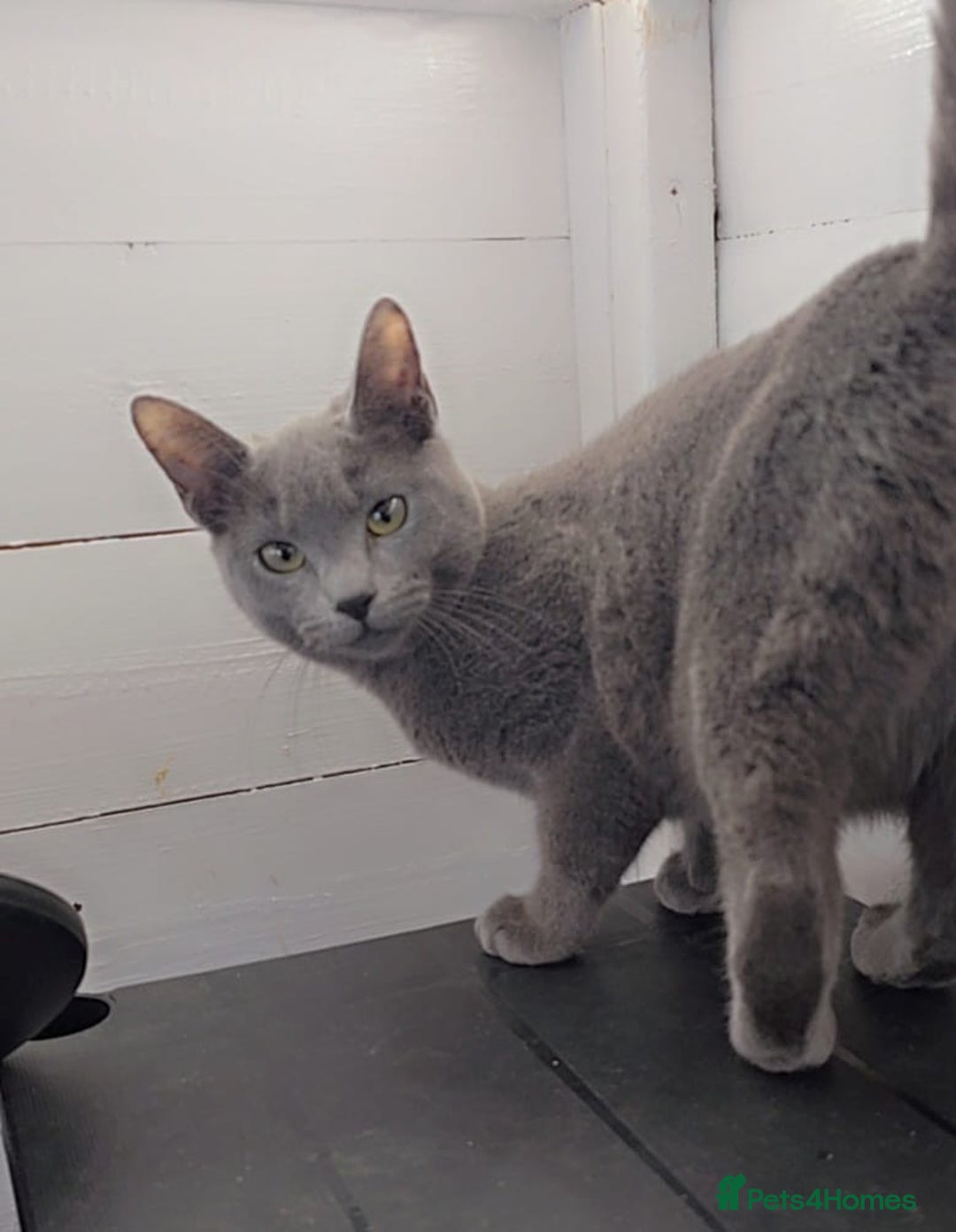 Russian Blue cats for sale: Full pedigree Russian blue kitten READ DESCRIPTION in Bradford - Image 2