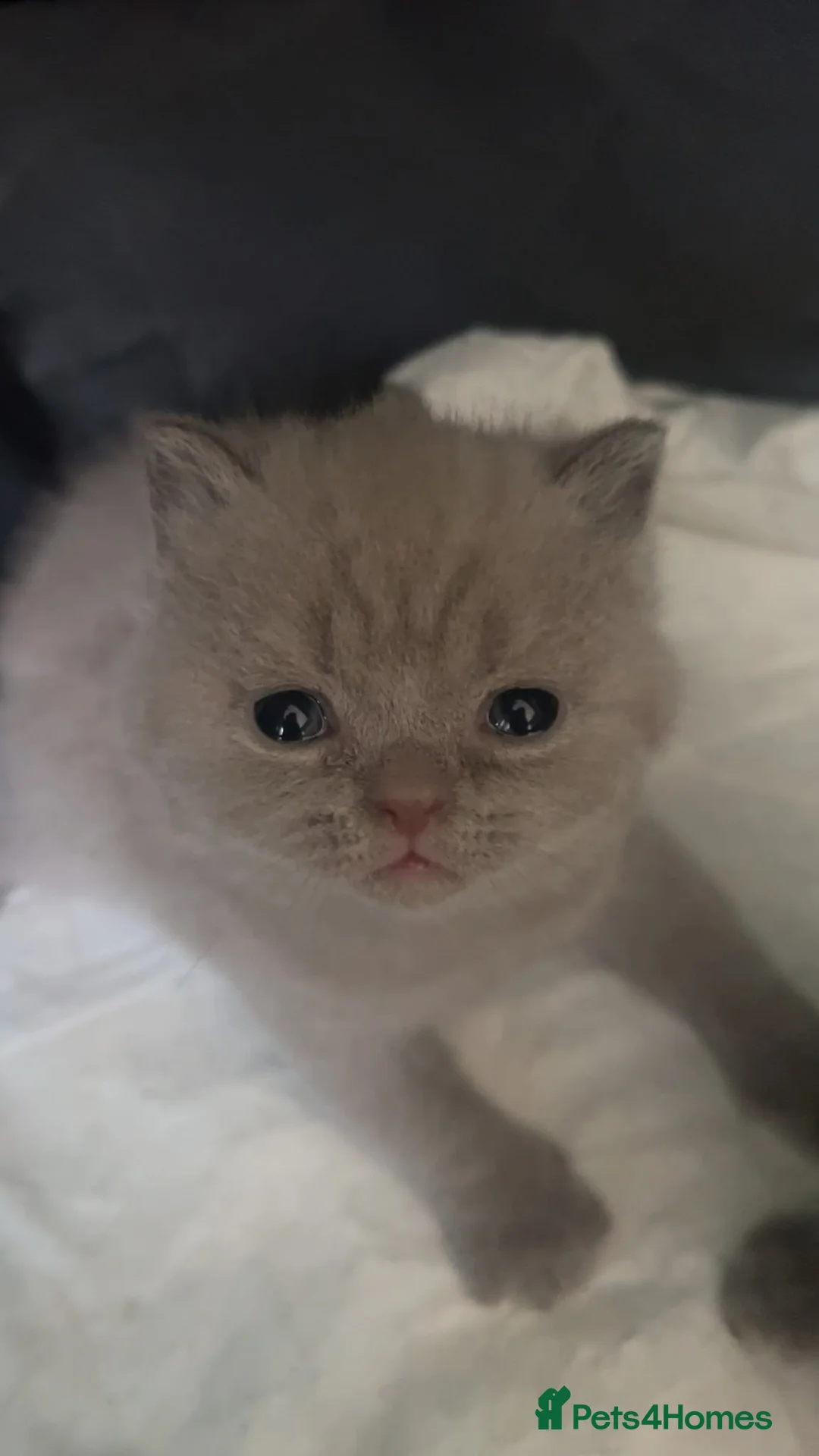 British Shorthair cats for sale: 2 Lilac British Shorthair Kittens!  - Advert 2