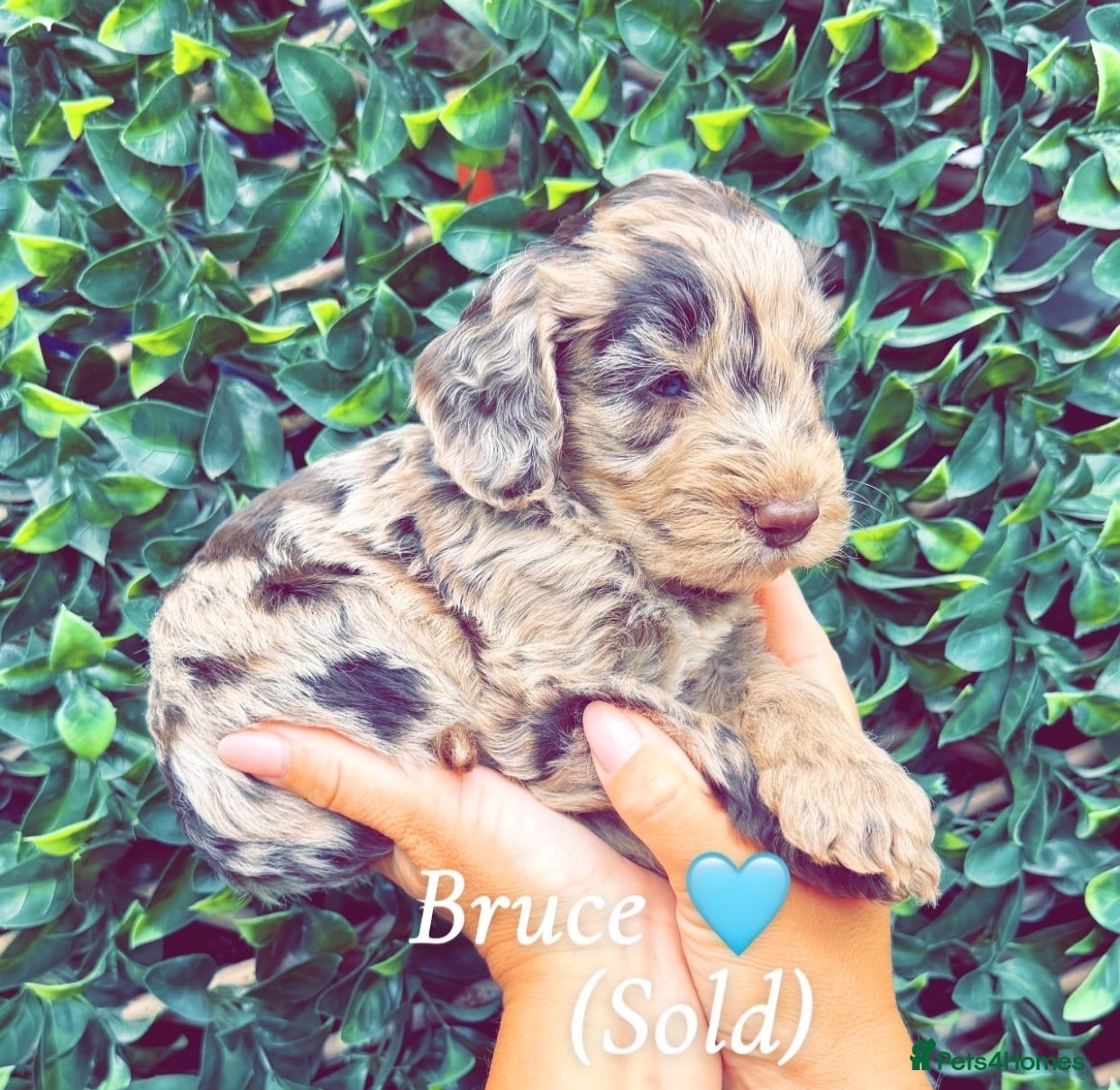 Cockapoo dogs 🤎🐶🐾 Beautiful F1 cockapoo puppies🐾🐶🤎 - Advert 2