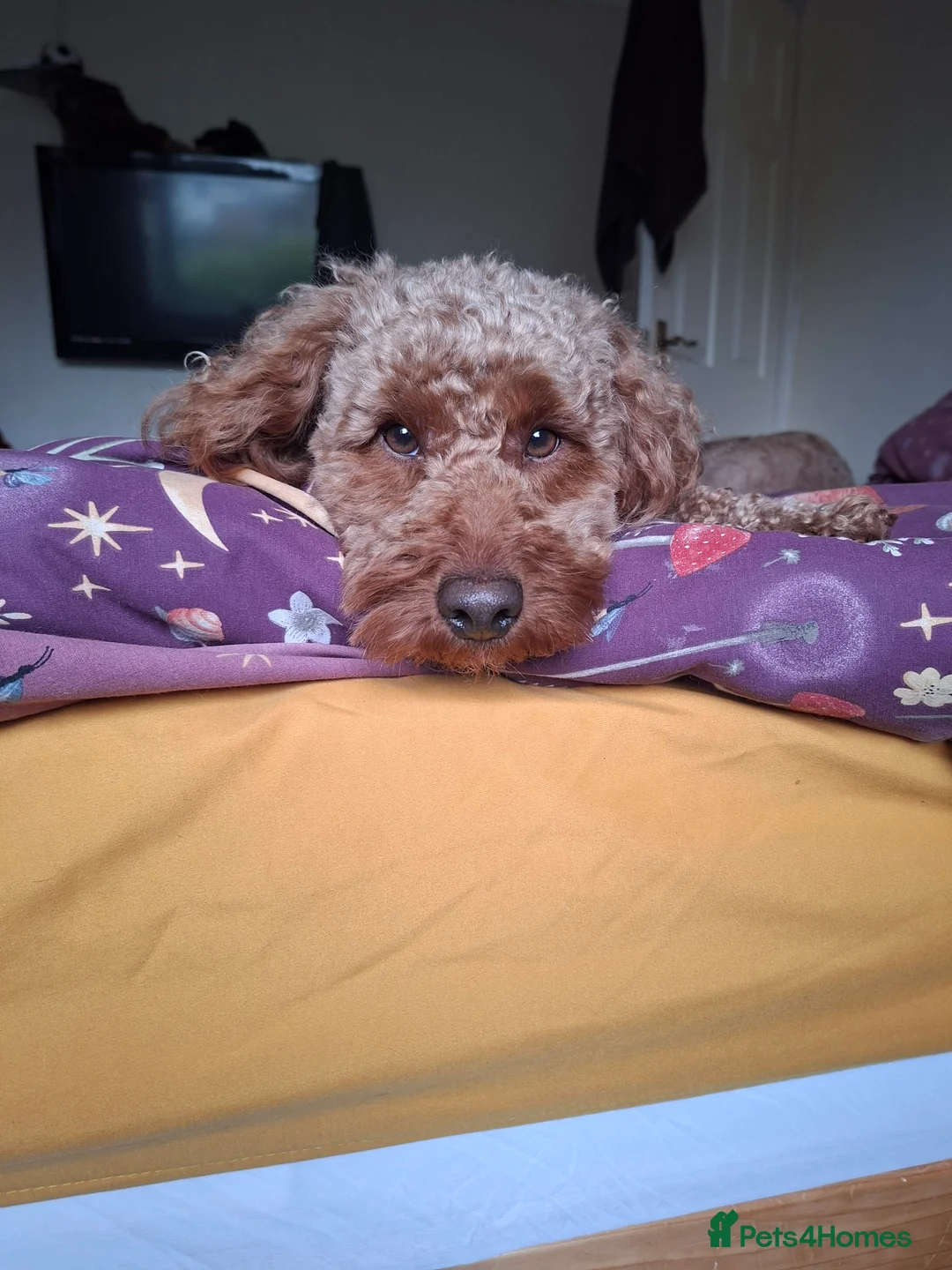 Miniature Poodle dogs for stud: OUR BARRY-KC REGISTERED MINIATURE POODLE FOR STUD in Preston - Advert 30