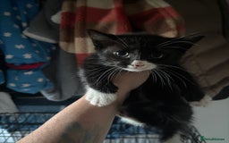 Mixed Breed cats for sale: 6 mixed breed kittens - Image 17