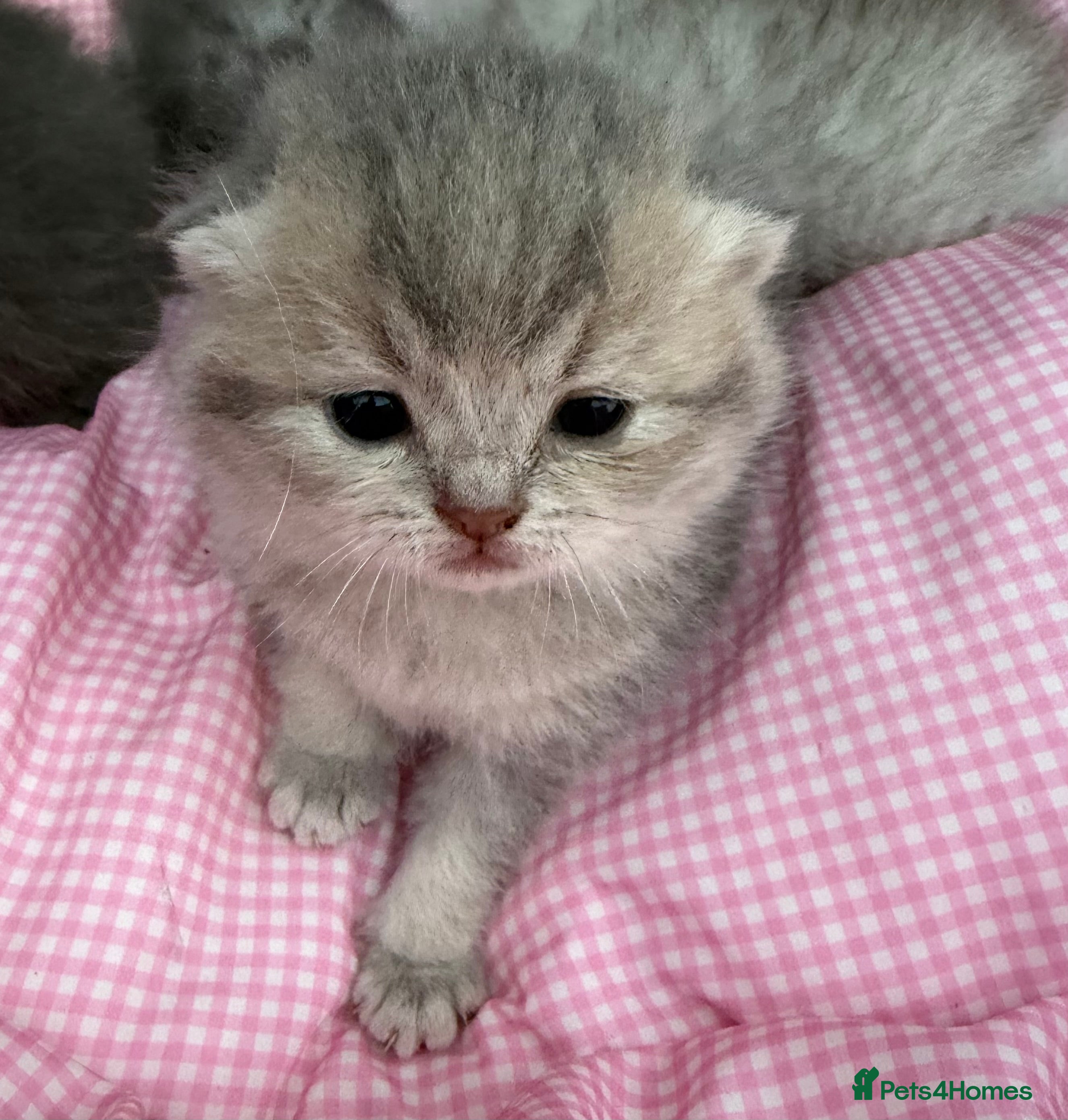 Scottish Fold cats 💕💕💕❤️❤️Lovely scotish kittens💕💕💕 - Advert 2