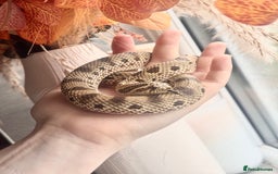 Snake reptiles for sale: Western Hognose Snake – Conda Het Albino (Male) - Image 4