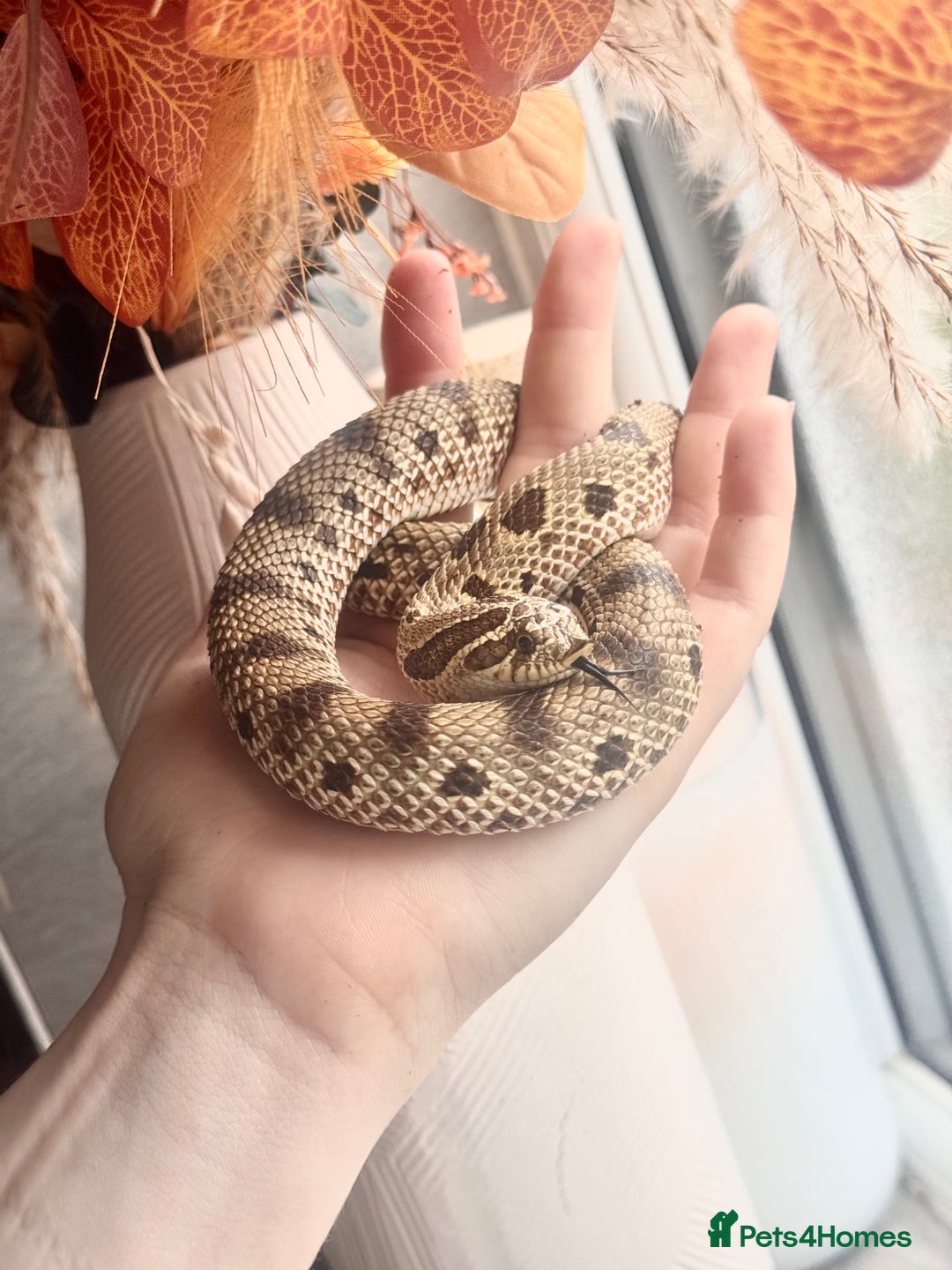Snake reptiles for sale: Western Hognose Snake – Conda Het Albino (Male) - Image 4