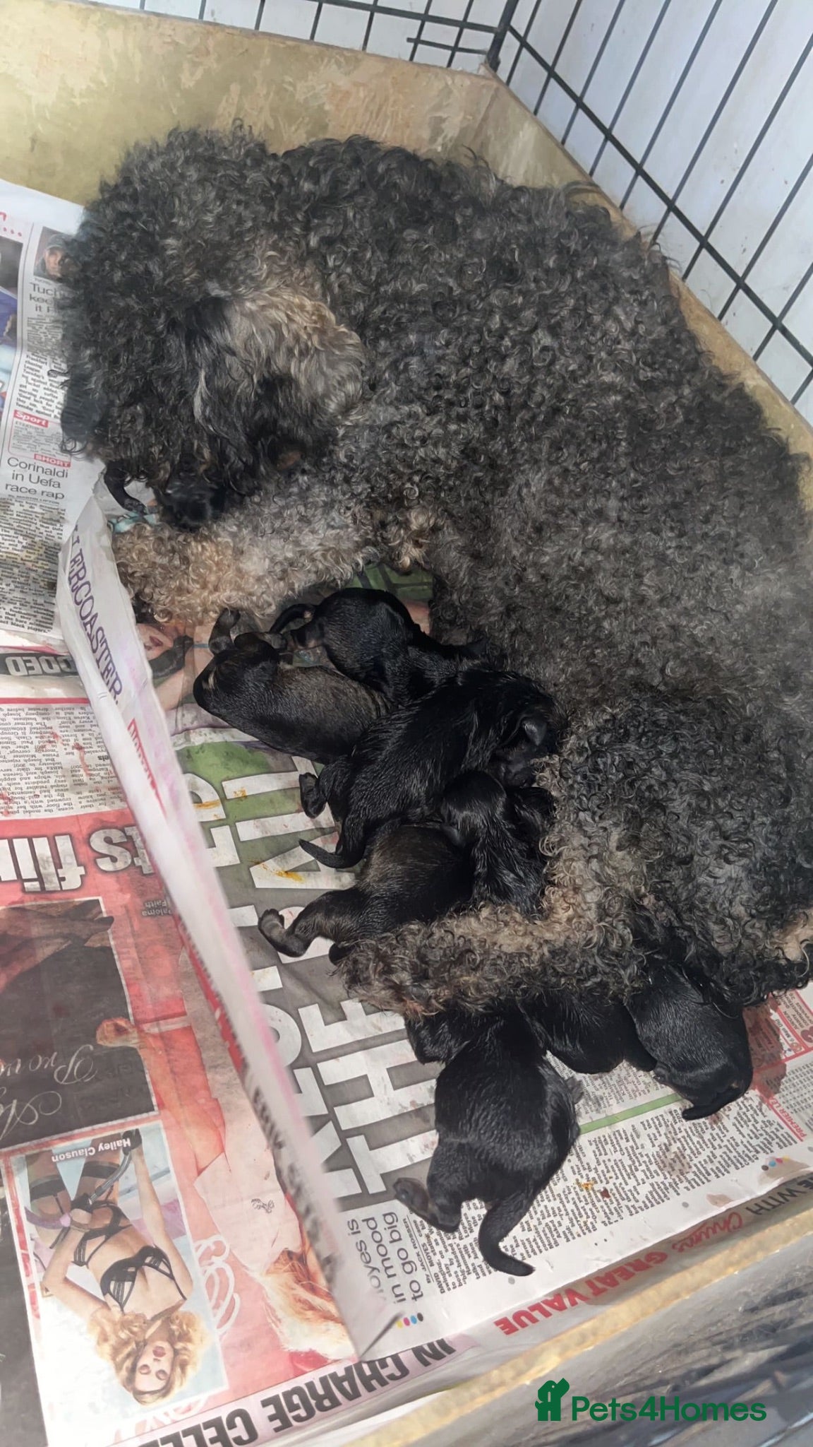 Schnoodle dogs Miniature Schnoodle puppies - Advert 1