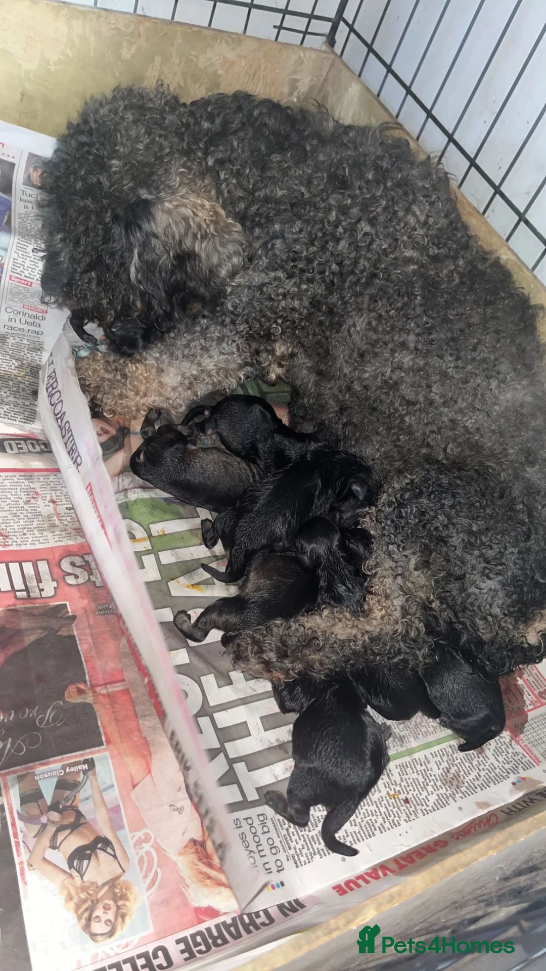 Schnoodle dogs for sale: Miniature Schnoodle puppies - Advert 1