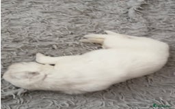 German Shepherd dogs for sale: PHENOMENAL LITTER OF WHITE LONG HAIRED GSD PUPS☘️ - Image 24