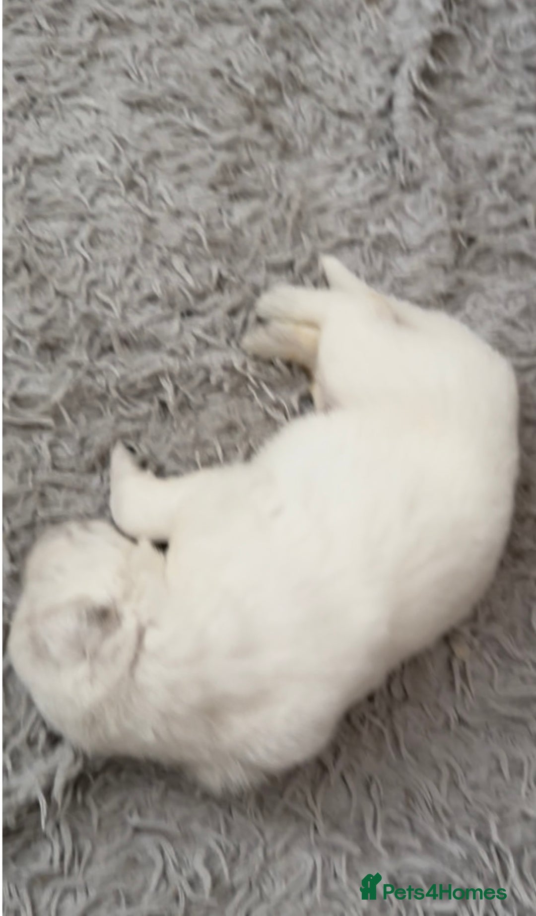 German Shepherd dogs for sale: PHENOMENAL LITTER OF WHITE LONG HAIRED GSD PUPS☘️ - Image 24
