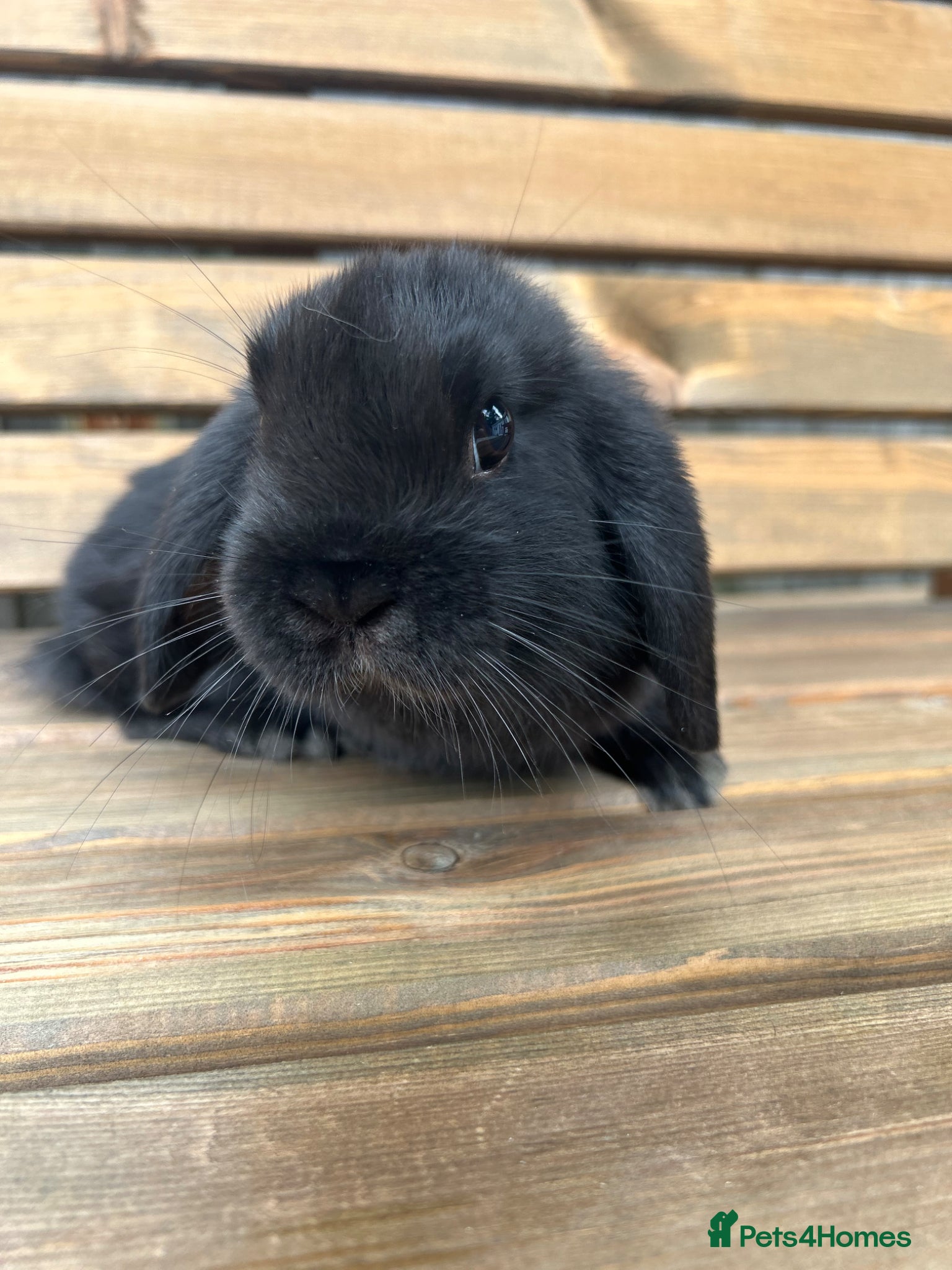 Mini Lop rabbits 🐰STUNNING BLACK DOE LEFT🐰 - Advert 1