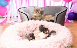Maine Coon cats for stud: Stud Gccf duel Tica active blue smoke  in Grantham - Image 17
