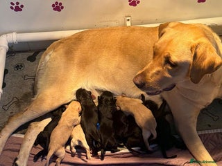 Labrador Retriever dogs - Advert 23