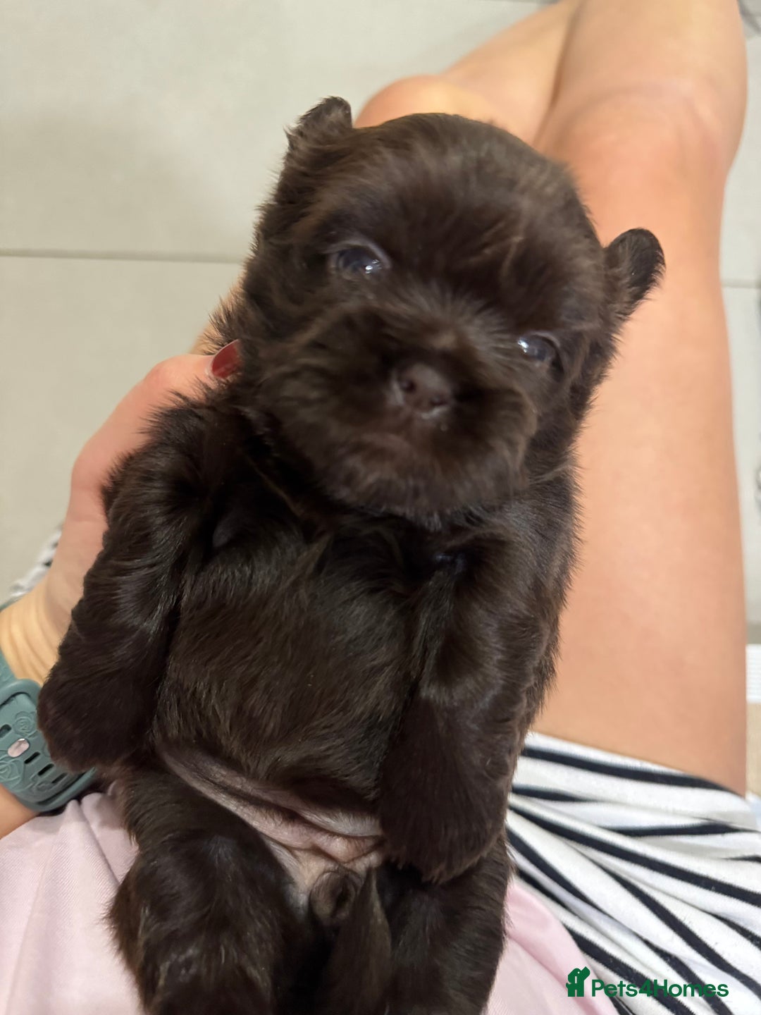 Shih Tzu dogs for sale: ✨ Exceptional Shih Tzu Puppies – Available✨ - Advert 2