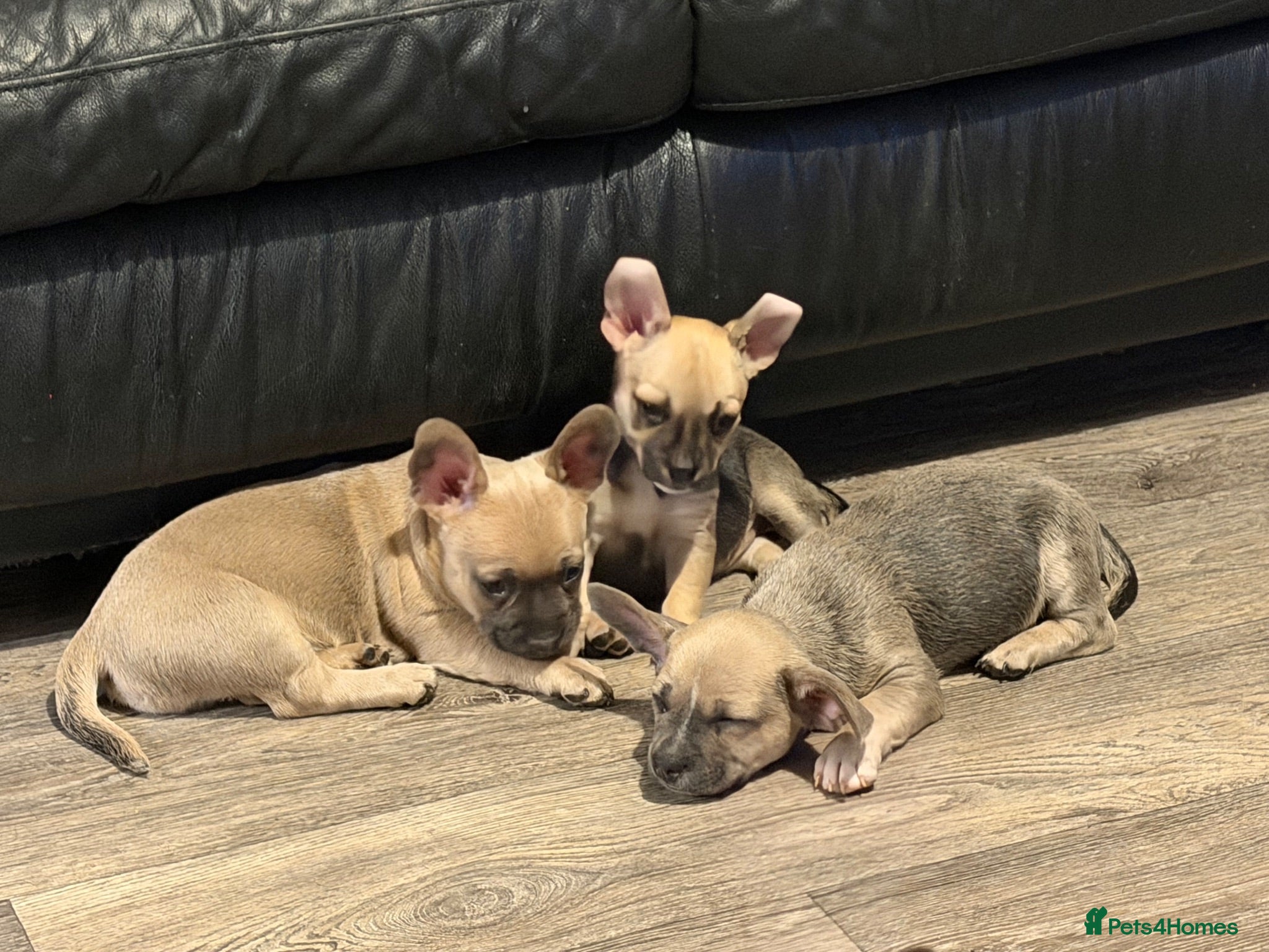 Mixed Breed dogs French Bull dog cross Chihuahua puppies  - Advert 1