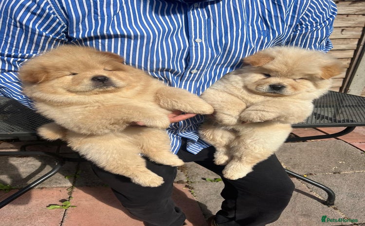 Chow Chow dogs - Advert 1