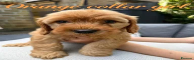 Cockapoo 6