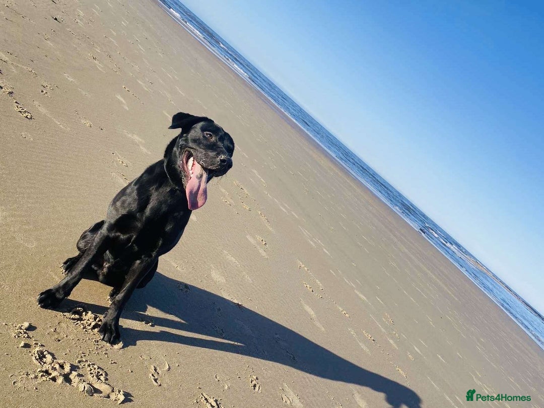 Labrador Retriever dogs for sale:  KC registered male Black Labrador  - Image 2