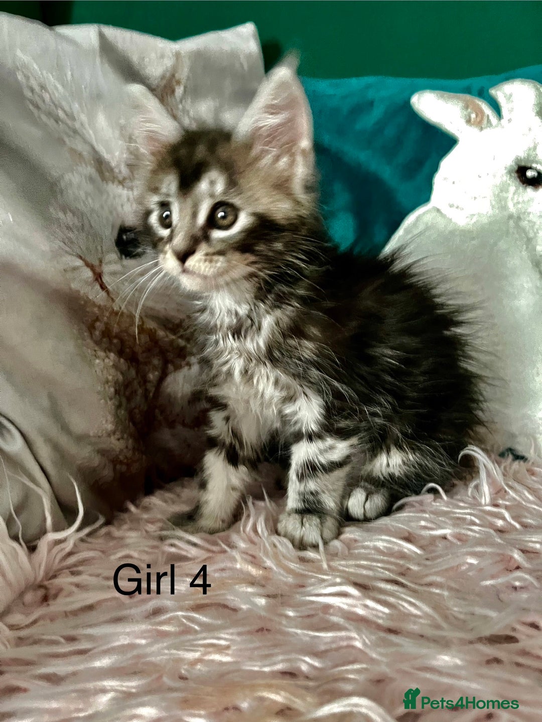 Maine Coon cats for sale: XXL Maine Coon kittens 🔥rare Black Smoke  - Image 21