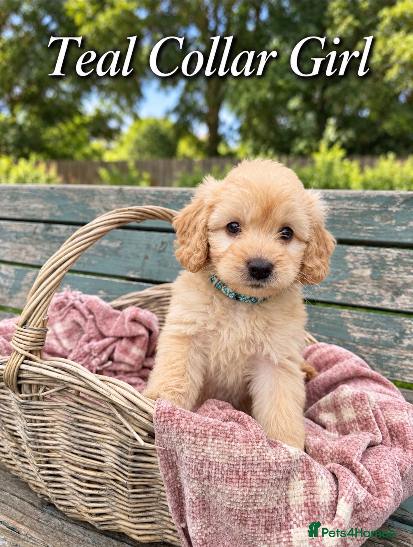 Goldendoodle dogs F1 Golden Doodle Pups - Merle, Red & Black Babies  - Advert 4