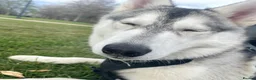 Siberian Husky dogs for stud: Miss Luna in London - Advert 2