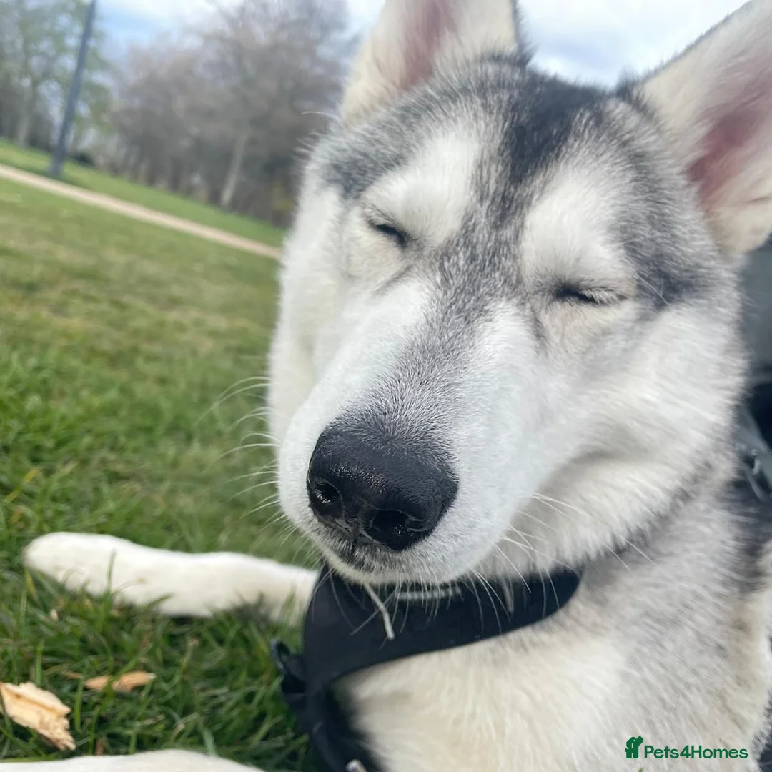 Siberian Husky dogs for stud: Miss Luna in London - Advert 2