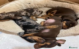 Miniature Dachshund dogs for stud: KC miniature chocolate dapple stud Proven in Wolverhampton - Image 10