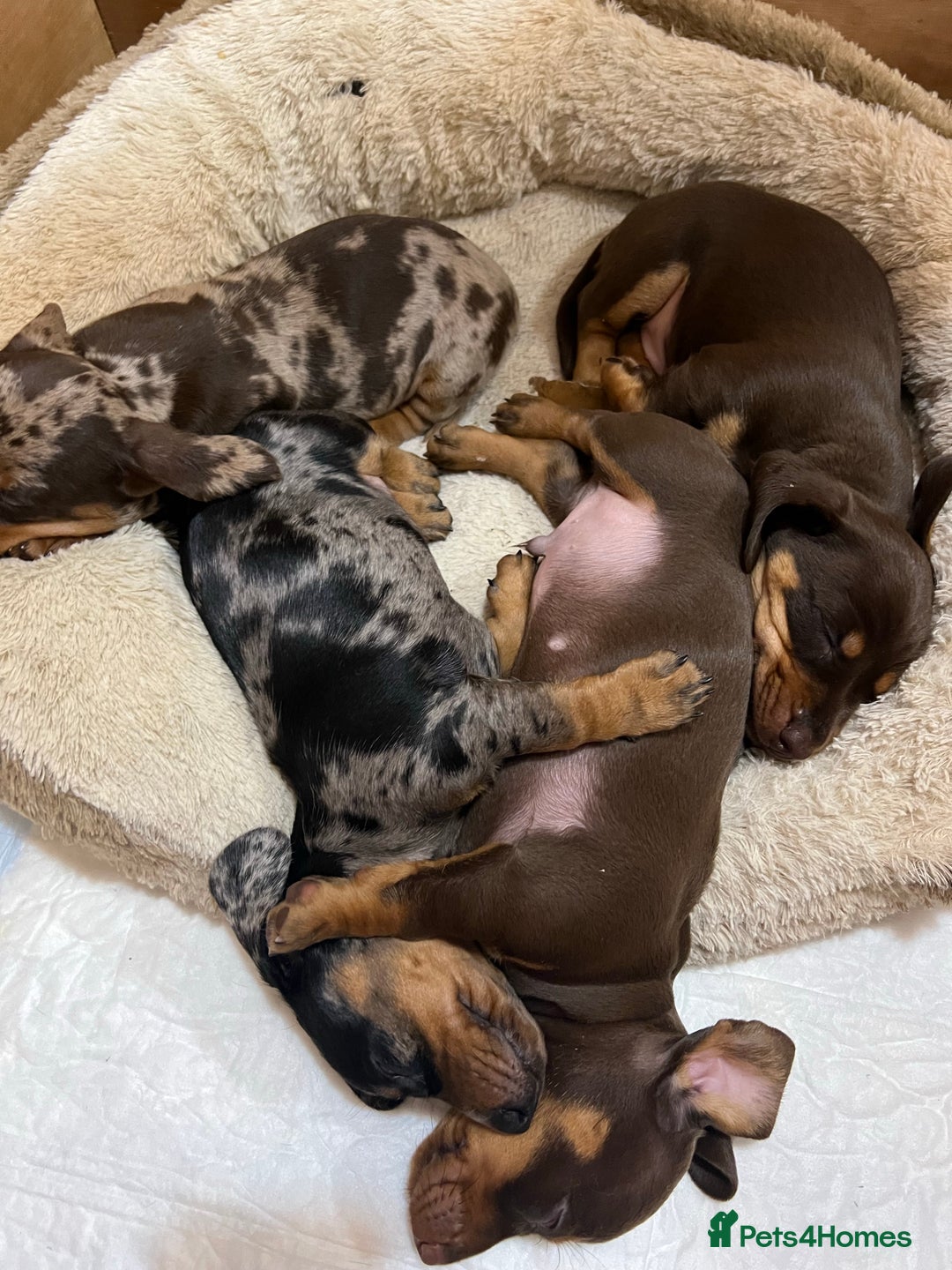Miniature Dachshund dogs for stud: KC miniature chocolate dapple stud Proven in Wolverhampton - Image 10
