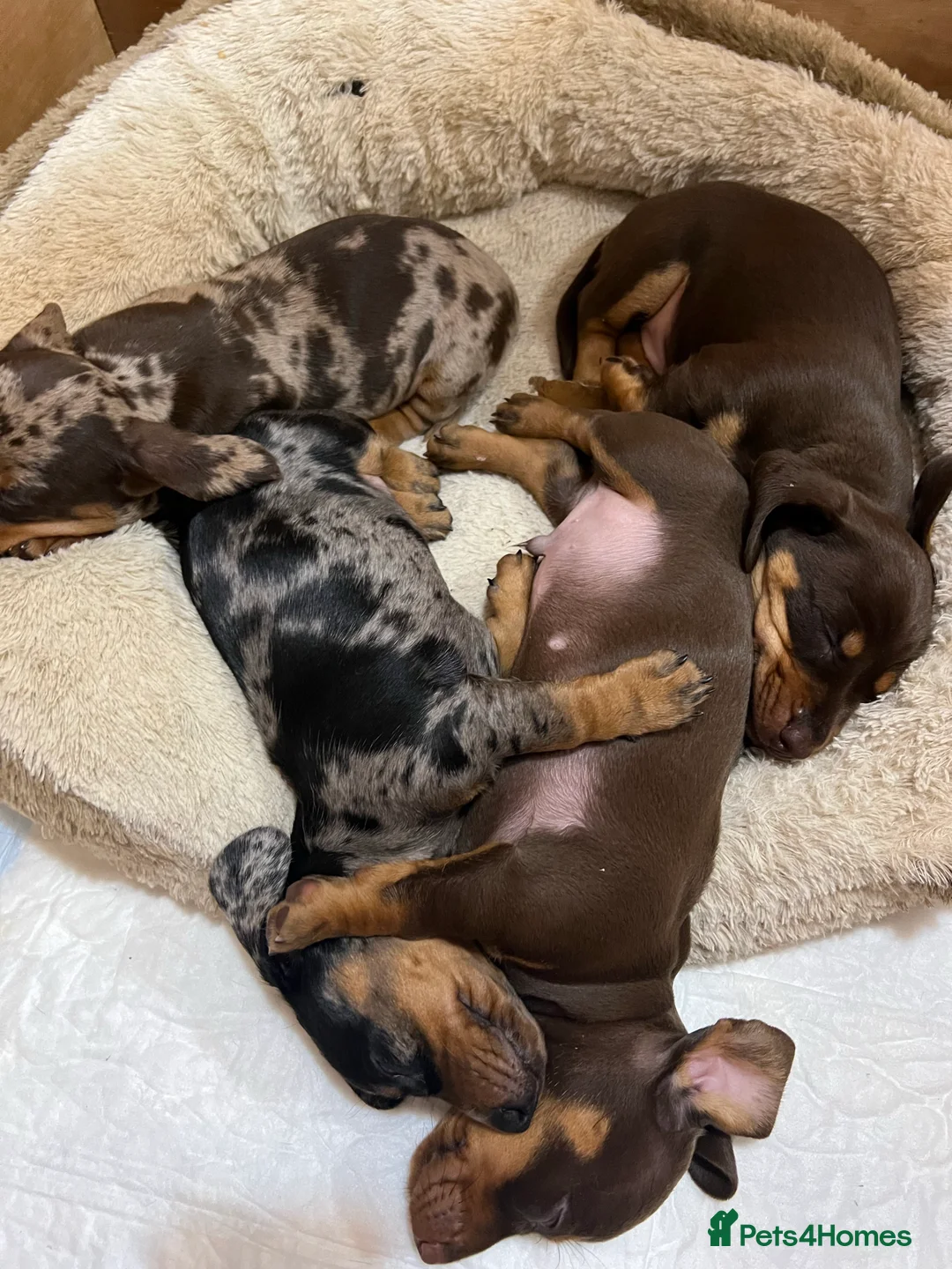 Miniature Dachshund dogs for stud: KC miniature chocolate dapple stud Proven in Wolverhampton - Advert 10