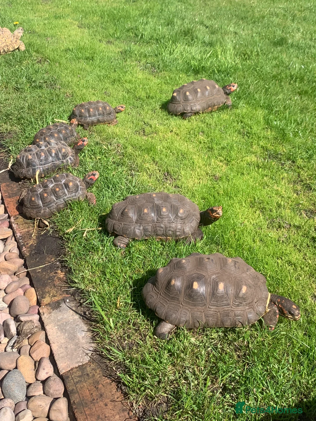 Tortoise reptiles for sale: Home For Unwanted Tortoises - Advert 1