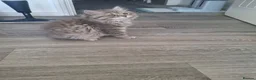 British Longhair cats for sale: Pure bred british long haired grey girl - Advert 6
