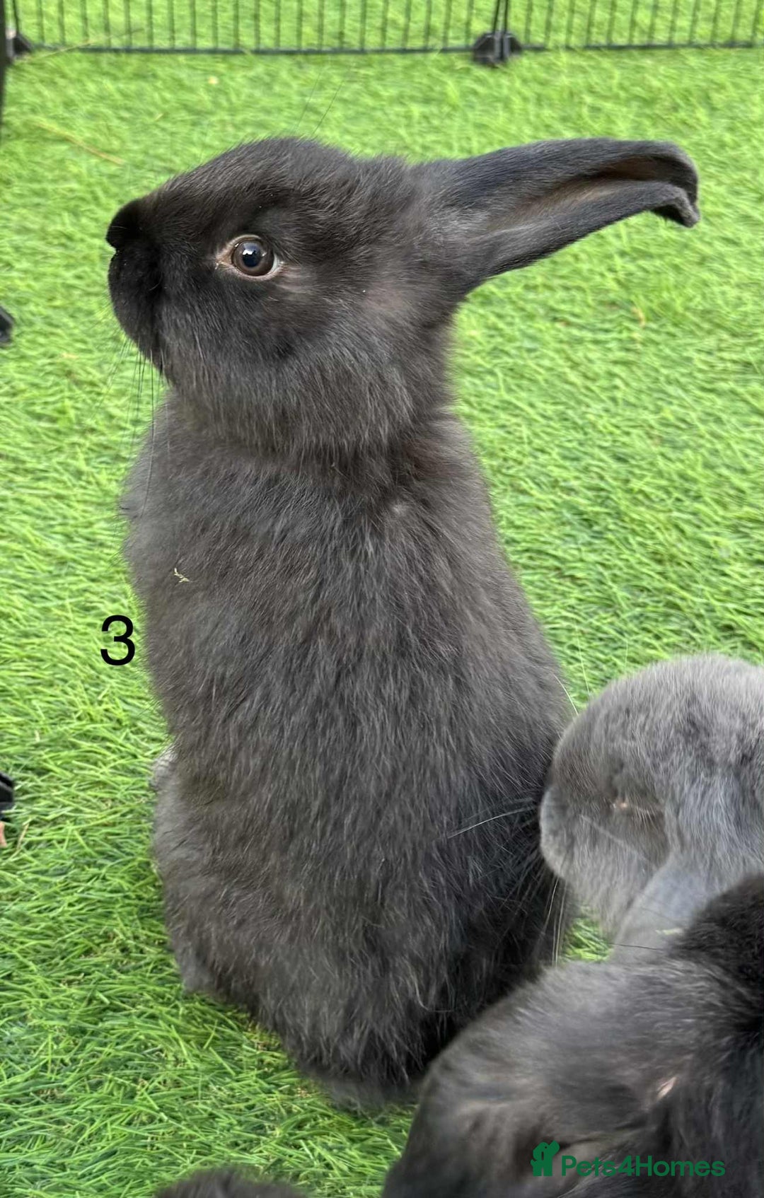 French Lop rabbits for sale: French lop - Advert 4