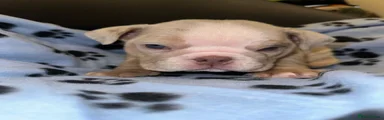 English Bulldog 2