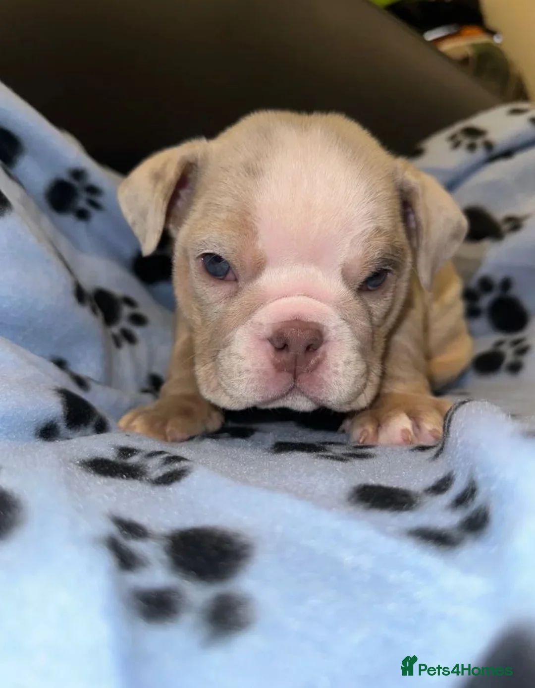 English Bulldog dogs for sale: Beautiful English Bulldog Puppies Available in Isleworth - Advert 2